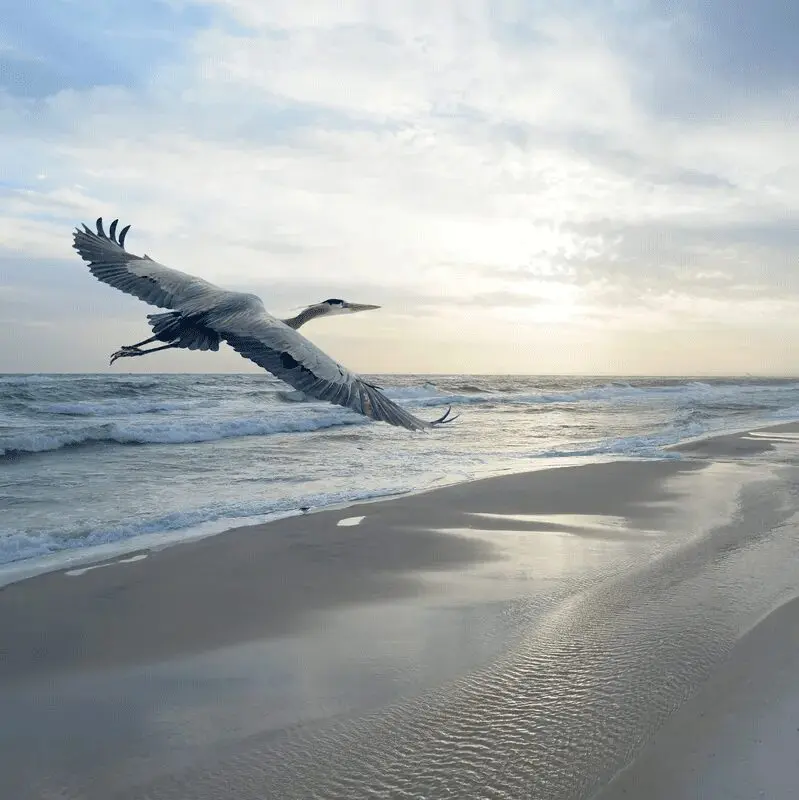 A bird flying low over the ocean shore during sunset.