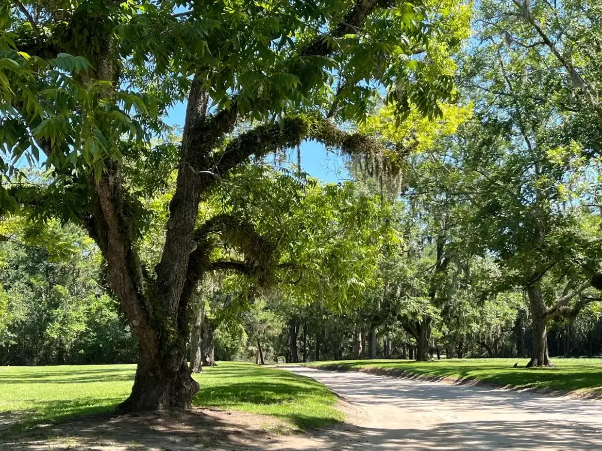 Large tree with sprawling branches by a park pathway on a sunny day.